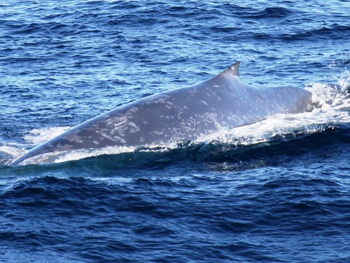 �V���i�K�X�N�W��